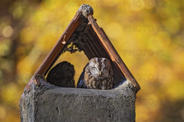 Tawny owl (Strix aluco), breeding pair with male and female resting in the sun in a chimney as a daytime resting place at the edge of a colourful forest in Indian summer, Baden-Württemberg, Germany