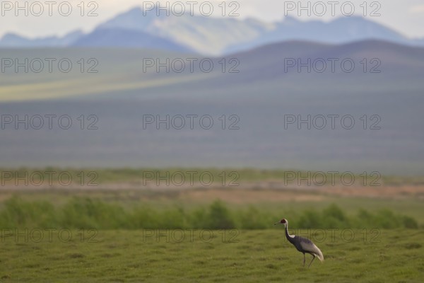 White-naped crane (Antigone vipio), adult bird running in Mongolian steppe across green meadow with mountain landscape in the background, Altai Mountains, Mongolia