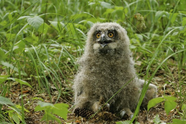 Eurasian Eagle-owl (Bubo bubo), close-up, young bird not yet able to fly in down plumage sitting on the forest floor at the breeding site, Brandenburg, Germany