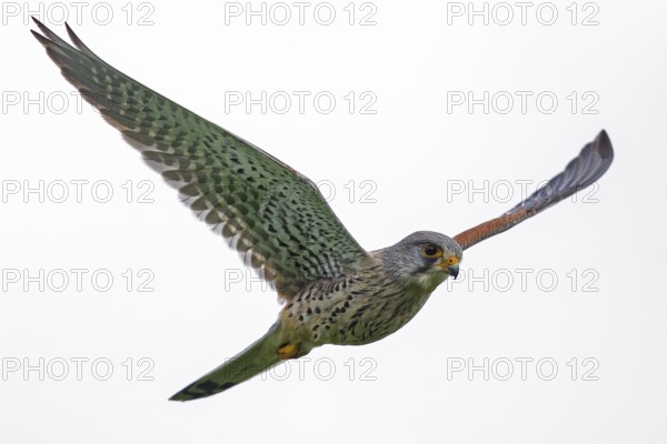Kestrel (Falco tinnunculus), close-up, portrait of a male flying towards the camera with wings spread at eye level, Baden-Württemberg, Germany