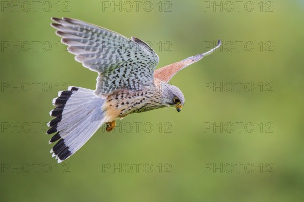 Kestrel (Falco tinnunculus), close-up, flight image of a male flying over a green meadow with wings spread and tail fanned out in shaking flight looking towards the ground, Baden-Württemberg, Germany