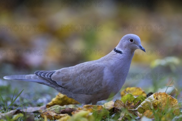 Eurasian collared dove (Streptopelia decaocto), close-up, adult bird walking in the sun between autumnal coloured leaves on the ground, Bavaria, Germany