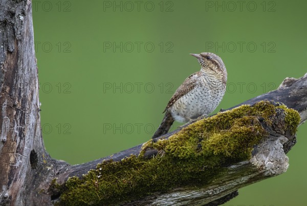 Wryneck (Jynx torquilla), close-up, adult bird sitting on a mossy branch in front of a hollow in a deadwood tree and turning its head, Hesse, Germany