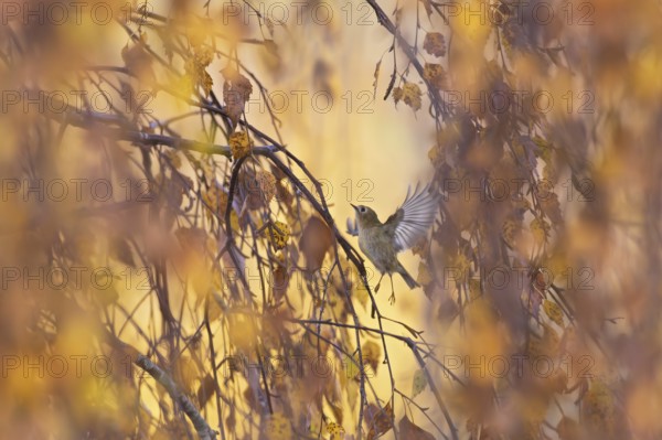 Goldcrest (Regulus regulus), adult bird flying in shaking flight with open wing between autumnal colourful leaves of a birch tree in Indian summer, Baden-Württemberg, Germany