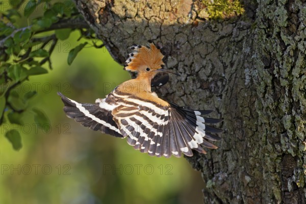 Hoopoe (Upupa epops), adult bird flying in shaking flight in front of apple tree with open wing and raised feather cap in the sun, Baden-Württemberg, Germany