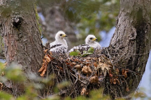 Honey buzzard (Pernis apivorus), two young birds in white down plumage sitting in the eyrie inside a forked branch in the forest, Hesse, Germany