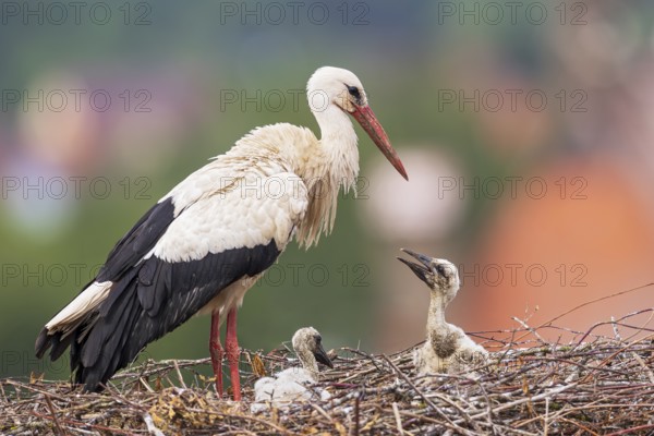 White stork (Ciconia ciconia), adult bird standing on an eyrie above the roofs of a town together with two small young birds sitting on the nest floor and begging for food, Bavaria, Germany