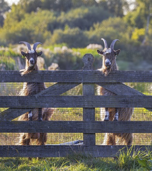 Goat (Capra aegagrus hircus), two male goats with horns stand upright in the sun next to each other at a wooden fence in a pasture area in front of a deciduous tree and look into the camera, Holland
