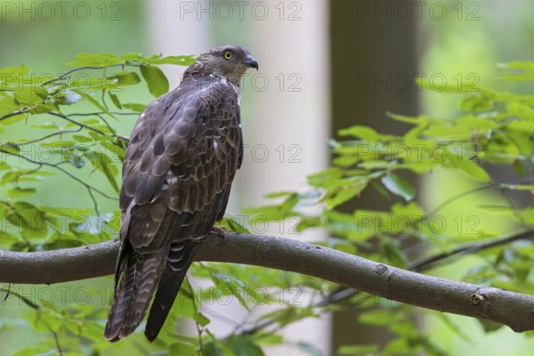 Honey buzzard (Pernis apivorus), close-up, female sitting on branch between green leaves in deciduous beech forest, Hesse, Germany