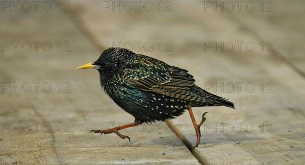 Starling (Sturnus vulgaris), close-up, male in breeding plumage with shiny feathers walks with long strides over wooden planks on the ground, North Sea, offshore, Germany