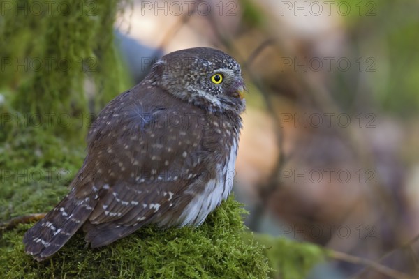 Pygmy Owl (Glaucidium passerinum), close-up and portrait, adult bird sitting on a moss-covered perch on the forest floor, Hesse, Germany