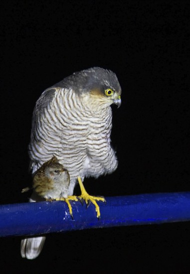 Dunnock (Prunella modularis) sits in a bizarre scene huddled and nestled at the feet of a sparrowhawk (Accipiter nisus) on the ship's railing of a research vessel to study bird migration on an autumn mass migration night, Baltic Sea, offshore, Germany