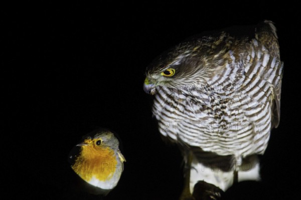 Sparrowhawk (Accipiter nisus) sits in a bizarre scene with a penetrating, deadly gaze right next to a robin (Erithacus rubecula) on a research vessel to study bird migration on an autumn mass migration night, Baltic Sea, offshore, Germany