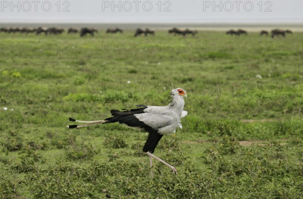 Secretary bird (Sagittarius serpentarius), adult bird walking through savannah in front of a herd of blue wildebeest (Connochaetes taurinus) in the background, Serengeti National Park, Tanzania