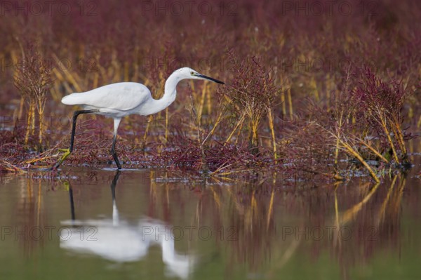 Little Egret (Egretta garzetta), adult bird reflected in the water and walking in salt marsh with intense red flowering Queller vegetation, Croatia