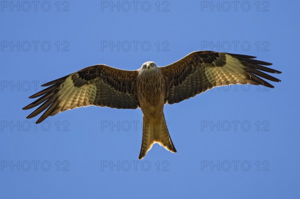 Red kite (Milvus milvus), close-up, flight image of an adult bird with outstretched wings looking directly into the camera from above, Baden-Württemberg, Germany