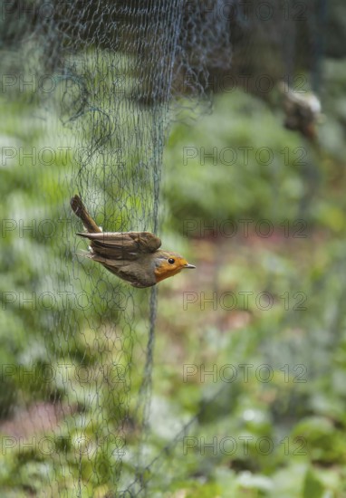 European robin (Erithacus rubecula), adult bird hanging in Japanese net for scientific bird ringing, Heligoland, Germany