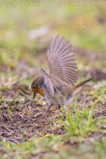 Robin (Erithacus rubecula), adult bird fluttering its wings and holding an earthworm with its beak, which it pulls out of the ground, Baden-Württemberg, Germany
