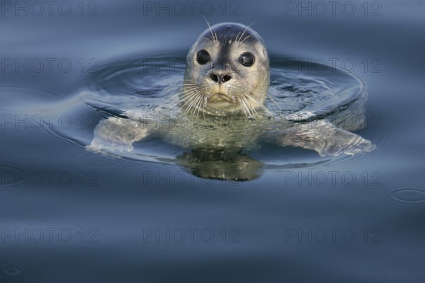 European harbour seal (Phoca vitulina), close-up and portrait, adult swims on the water surface and looks cutely into the camera with big, black saucer eyes, North Sea, offshore, Germany