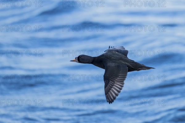 Common scoter (Melanitta nigra), close-up, male flying with open wing over water surface of the Baltic Sea, Mecklenburg-Western Pomerania, Germany