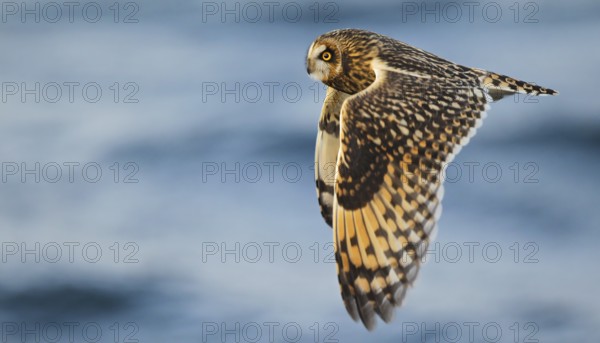 Short-eared owl (Asio flammeus), close-up, adult bird with outstretched wings in flight over the Baltic Sea, Mecklenburg-Western Pomerania, Germany
