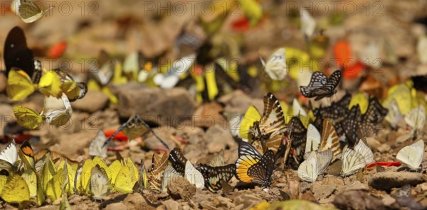 Tropical butterflies (Lepidoptera) of different species fly and feed in large groups on minerals on the ground in the rainforest, Khao Yai National Park, Thailand