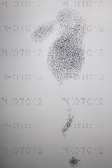 Starling (Sturnus vulgaris), huge flock of birds in formation flight of a so-called murmuration in defence of a hunting peregrine falcon (Falco peregrinus), Rhineland-Palatinate, Germany