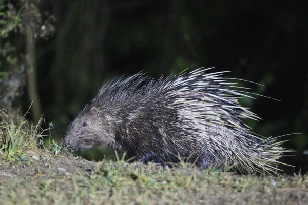 Malayan porcupine, short-tailed porcupine (Hystrix brachyura), close-up, adult at night in the rainforest, Kaeng Krachan National Park, Thailand