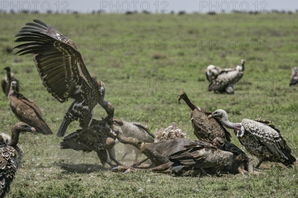 Barred vulture (Gyps rueppellii), group of several birds fighting and feeding on the carcass of a blue wildebeest (Connochaetes taurinus), Serengeti, Tanzania