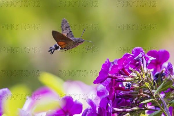 Pigeon tail (Macroglossum stellatarum), close-up, flying and hovering with long, unfurled proboscis and open wings in front of a purple flowering garden flower, Hesse, Germany