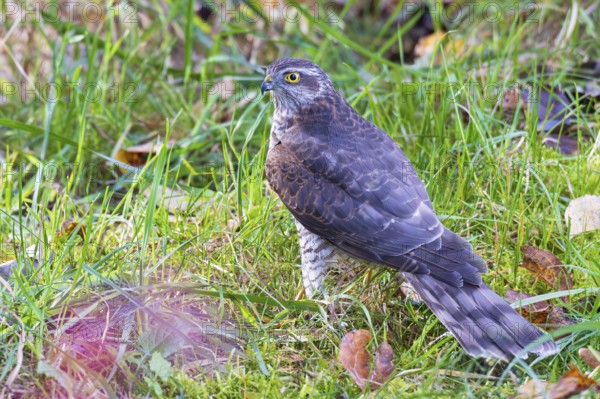 Sparrowhawk (Accipiter nisus), close-up, young bird sitting in meadow with autumnal coloured leaves on the ground, Baden-Württemberg, Germany