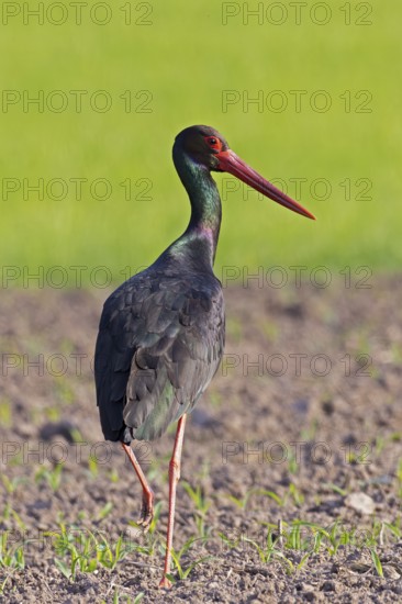 Black stork (Ciconia nigra), close-up, adult bird with shiny plumage standing in the sun on one leg in an agricultural area, Bavaria, Germany