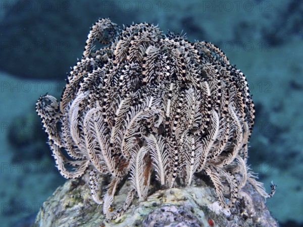 Bushy feather star, Variable feather star (Comaster schlegelii) on a coral reef, beige and textured branches against a blue background. Dive site Spice Reef, Penyapangan, Bali, Indonesia