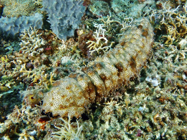 A striped sea cucumber (Pearsonothuria graeffei) moves across the colourful seabed of a coral reef. Dive site Close Encounters, Permuteran, Bali, Indonesia