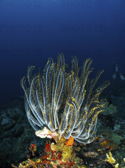 Bushy feather star, Variable feather star (Comaster schlegelii) in a coral reef, bright yellow tones against a deep blue ocean background. Dive site Close Encounters, Permuteran, Bali, Indonesia