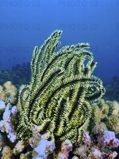 Shining starfish, Bushy feather star, Variable feather star (Comaster schlegelii), surrounded by corals in blue waters. Dive site Spice Reef, Penyapangan, Bali, Indonesia