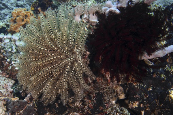 Two starfish in different colours, Bushy feather star, Variable feather star (Comaster schlegelii), on the seabed. Dive site SD, Nusa Ceningan, Nusa Penida, Bali, Indonesia