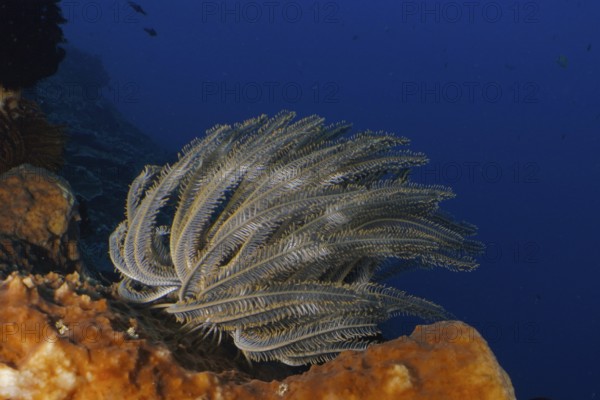 Underwater photo of Bushy feather star, Variable feather star (Comaster schlegelii) on a coral in the blue ocean. Dive site SD, Nusa Ceningan, Nusa Penida, Bali, Indonesia