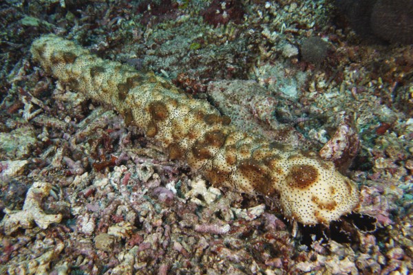 Brown spotted sea cucumber (Pearsonothuria graeffei), moving across the seabed. Dive site SD, Nusa Ceningan, Nusa Penida, Bali, Indonesia