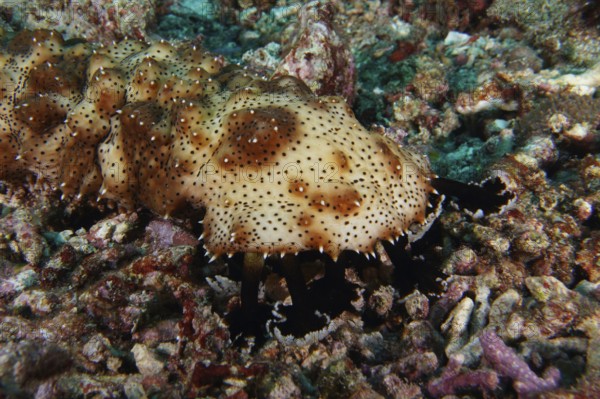 Close-up of the head of the brown spotted sea cucumber (Pearsonothuria graeffei) on rocks and corals. Dive site SD, Nusa Ceningan, Nusa Penida, Bali, Indonesia