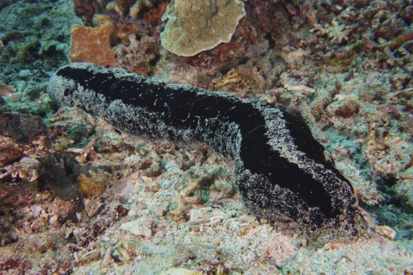 Black sea cucumber (Holothuria atra) moves across the sandy coral bottom. Dive site SD, Nusa Ceningan, Nusa Penida, Bali, Indonesia