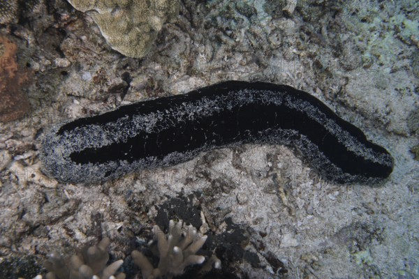 Black sea cucumber (Holothuria atra) crawls across the sandy seabed. Dive site SD, Nusa Ceningan, Nusa Penida, Bali, Indonesia