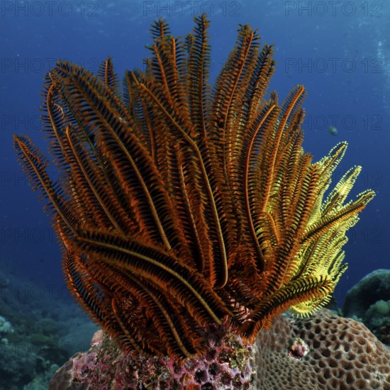Bright yellow and brown starfish, Bushy feather star, Variable feather star (Comaster schlegelii), in the coral reef. Dive site SD, Nusa Ceningan, Nusa Penida, Bali, Indonesia