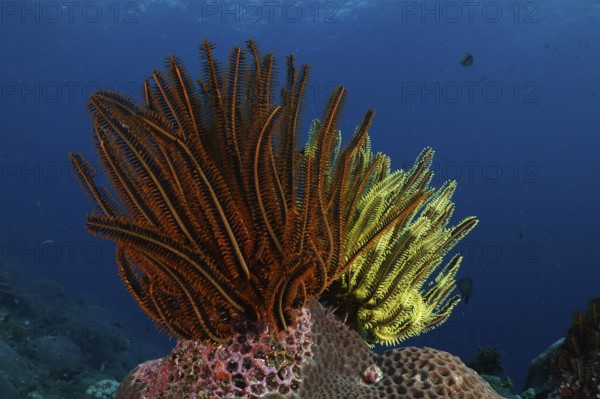 Shining starfish, Bushy feather star, Variable feather star (Comaster schlegelii), on a coral reef under water. Dive site SD, Nusa Ceningan, Nusa Penida, Bali, Indonesia