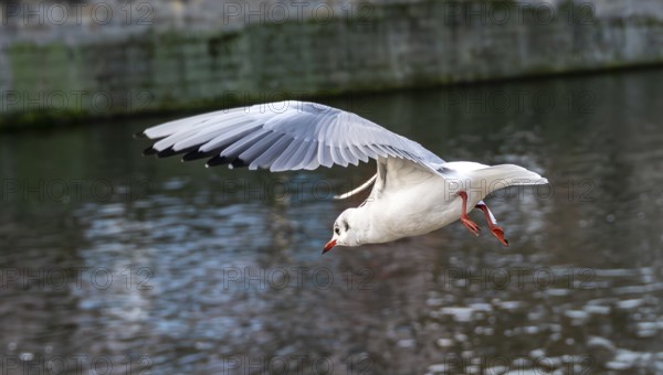 Seagulls on the railing on the banks of the Spree in Berlin Mitte, Germany
