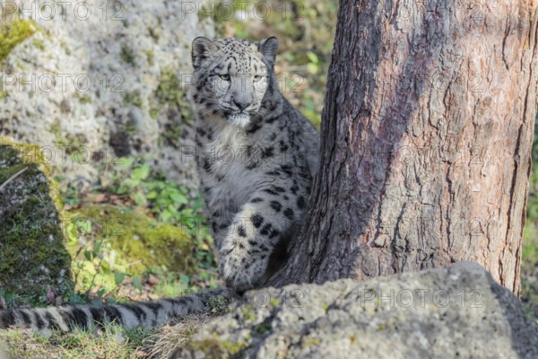 A snow leopard (Panthera uncia) stalks its siblings between rocks and trees in hilly terrain on a sunny day. Captive