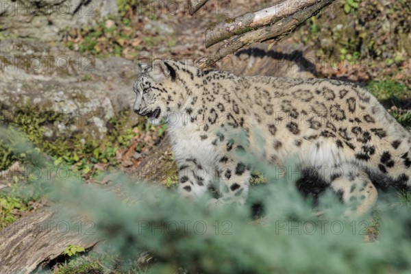 A snow leopard (Panthera uncia) runs along a mountainside between rocks and trees on a sunny day. Captive