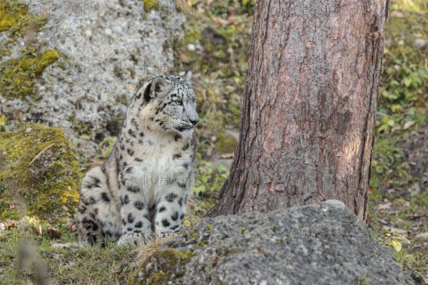 A snow leopard (Panthera uncia) sits on a sunny day between rocks next to a tree on hilly terrain, surrounded by green vegetation. Captive