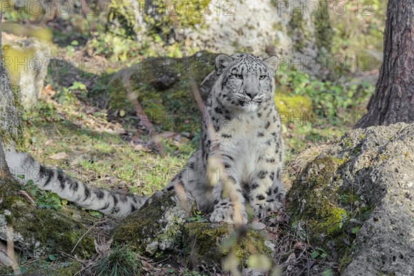 A snow leopard (Panthera uncia) stands on a rock next to a tree in hilly terrain on a sunny day. Captive