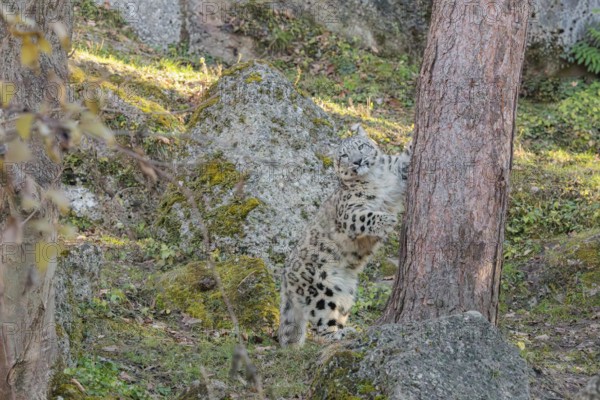 A snow leopard (Panthera uncia) stands on a sunny day between rocks next to a tree on hilly terrain, surrounded by green vegetation. Captive